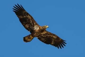 Obraz premium Young bald eagle soaring against a clear blue sky