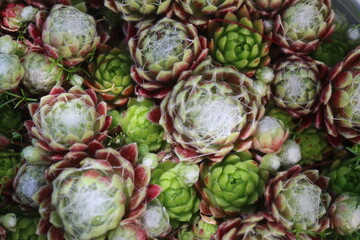 Sempervivum arachnoideum KRAMER'S SPINRAD Rojnik pajęczynowaty