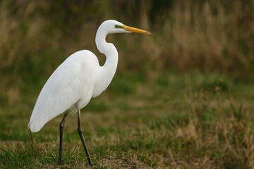Obraz premium Elegant white heron among wild Japanese birds