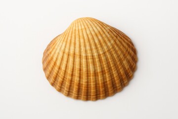 White background with a seashell from the ocean