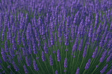 Obraz premium Vast expanse of purple blooms in a floral landscape