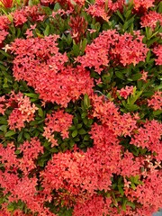 Red Ixora flowers background and texture. Ixora commonly known as West Indian jasmine. Selective focus