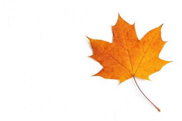 Fototapeta premium Single maple leaf on plain white backdrop with empty space, highlighting autumn foliage and seasonal simplicity