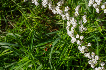 Blooming White Spiraea in Spring