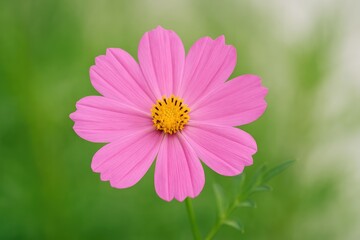 Obraz premium Wide-angle shot of a pink blossom showcasing its natural beauty
