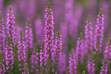Obraz premium Close-up of vibrant purple Heather flowers showcasing natural beauty