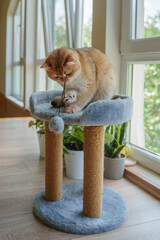 A ginger British cat sits on a scratching post in a room. The cat is playing funny on a scratching post.