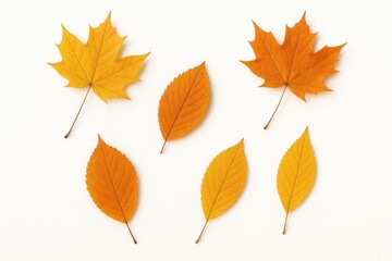 Single leaf displayed on a plain white backdrop