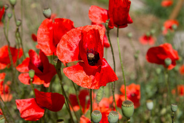Poppy flowers blooming in a garden	
