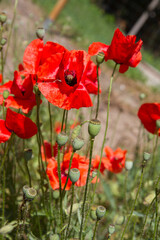 Poppy flowers blooming in a garden	
