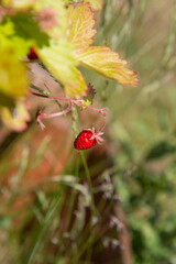 Wild strawberries (Fragaria vesca), fruiting plant in a garden	
