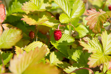 Wild strawberries (Fragaria vesca), fruiting plant in a garden	
