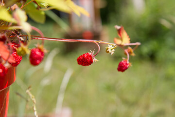 Wild strawberries (Fragaria vesca), fruiting plant in a garden	
