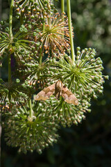 The lime hawk-moth (Mimas tiliae) on cut giant garlic plants