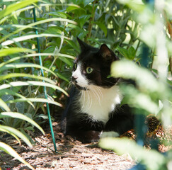 Black and white cat in a garden among plants
