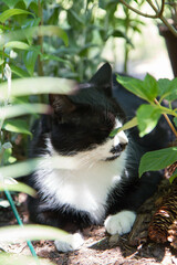 Black and white cat in a garden among plants
