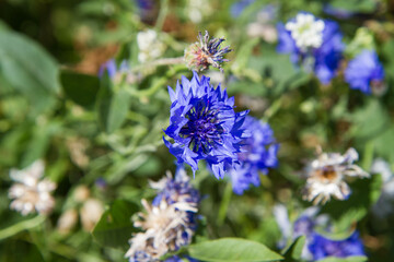 The cornflowers (Centaurea) blooming in a garden