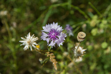 The cornflowers (Centaurea) blooming in a garden