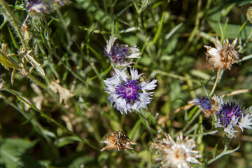 The cornflowers (Centaurea) blooming in a garden