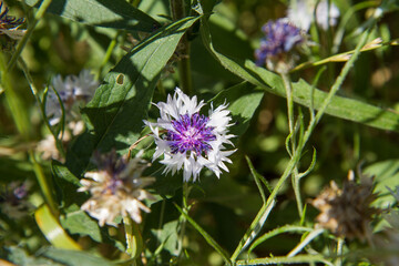 The cornflowers (Centaurea) blooming in a garden