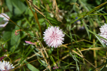 The cornflowers (Centaurea) blooming in a garden