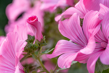 Macro photography capturing the vibrant pink petals and delicate stamen of an annual mallow...