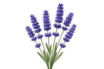 Obraz premium Pure white background showcasing a single lavender flower