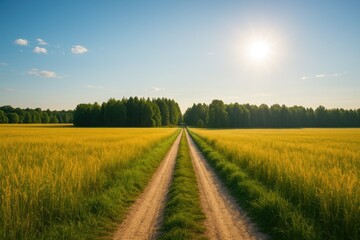 Scenic morning walk through a golden landscape leading to a wooded area
