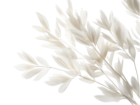 Elegant leaf arrangement on transparent background cutout png minimalistic style natural environment