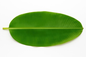 Fresh green banana leaf isolated on white background — widely used in South India for festive meals like Vishu and Onam Sadhya. Ideal for food branding, cultural visuals, and packaging design