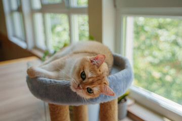 A red British cat in a playful mood lies on a scratching post.