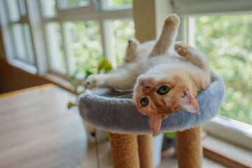 A British cat in a playful mood lies on a scratching post.
