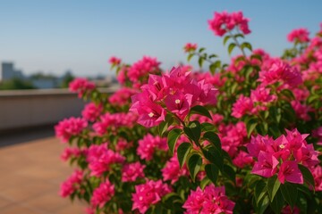 Obraz premium Rooftop display of vibrant Bougainvillea blossoms