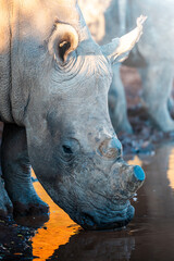 A close-up captures a rhino drinking at a waterhole during an African Safari; warm golden-hour light enhances the textured hide and soft ripples, creating a serene yet powerful moment in the wild