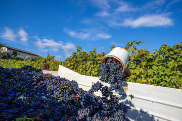 Italy, Marche, Loretello, Grape Harvest, Vintage, Collecting the grapes in the container
