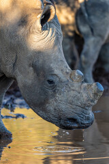 A close-up captures a rhino drinking at a waterhole during an African Safari; warm golden-hour light enhances the textured hide and soft ripples, creating a serene yet powerful moment in the wild