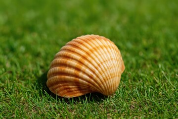 Decorate your garden with a charming shell display