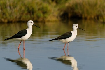 Fototapeta premium Wild shorebirds thriving in their natural environment