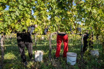 Italy, Marche, Loretello, Grape Harvest, Vintage, Picking grapes