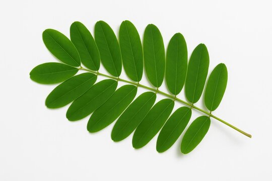 Green leaves of Senna siamea on a plain white backdrop
