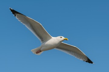 Obraz premium A seagull soaring against a clear blue sky