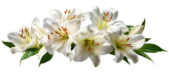 Obraz premium Beautiful white lilies with vibrant green leaves.