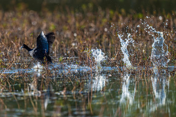 A bird takes off from the water’s surface in a burst of motion, chasing an intruder from its claimed territory; sharp focus captures the splash, wingspan, and intensity of the moment in the wild