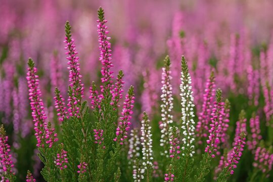 Detailed view of vibrant winter-heather flowers showcasing various shades including pink, white, and purple, on an evergreen shrub.