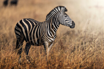 A zebra stands proudly in the golden field, captured in stunning side profile; sharp focus...