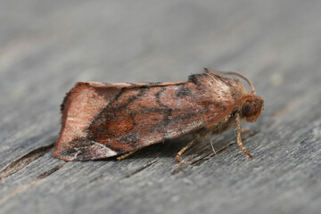 Closeup on a  Lunar-spotted Pinion owlet moth, Cosmia pyralina on wood