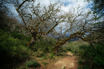 árbol 2