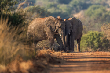 A herd of elephants takes a dust bath in the road, their massive bodies covered in fine dust as they interact playfully; sharp focus captures the dynamic movement and textured skin under warm natural 