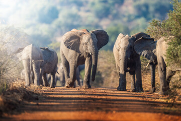 A herd of elephants takes a dust bath in the road, their massive bodies covered in fine dust as they interact playfully; sharp focus captures the dynamic movement and textured skin under warm natural 