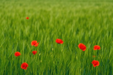 Fototapeta premium Wide-angle view of lush green barley with vibrant red poppies, blurred background